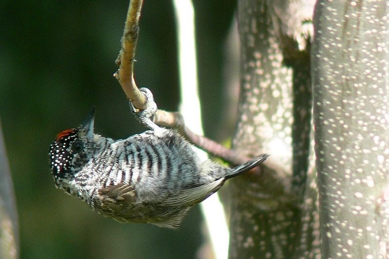 White-barred Piculet - Alec Earnshaw