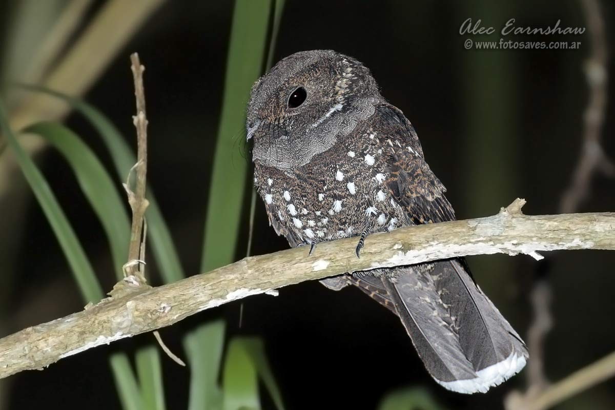 Ocellated Poorwill - ML205114851