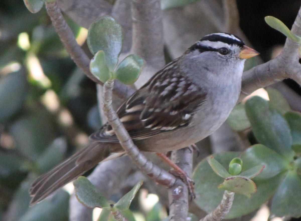 White-crowned Sparrow - ML205114991