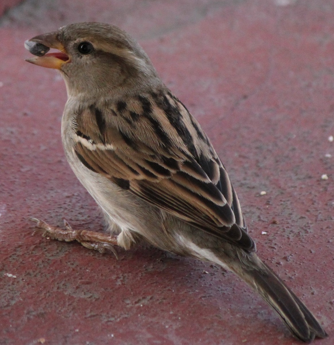 House Sparrow - ML205115001