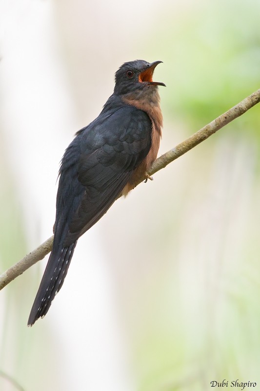 Fan-tailed Cuckoo - Dubi Shapiro