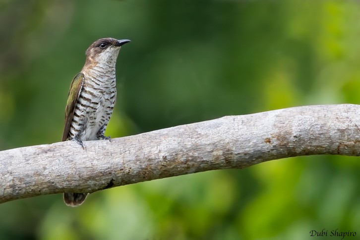 Shining Bronze-Cuckoo (New Caledonian) - Dubi Shapiro