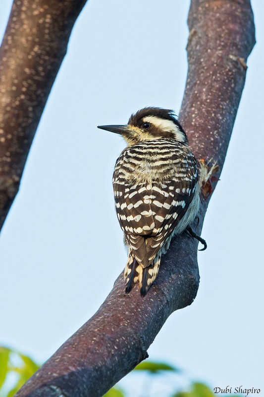 Sunda Pygmy Woodpecker - Dubi Shapiro