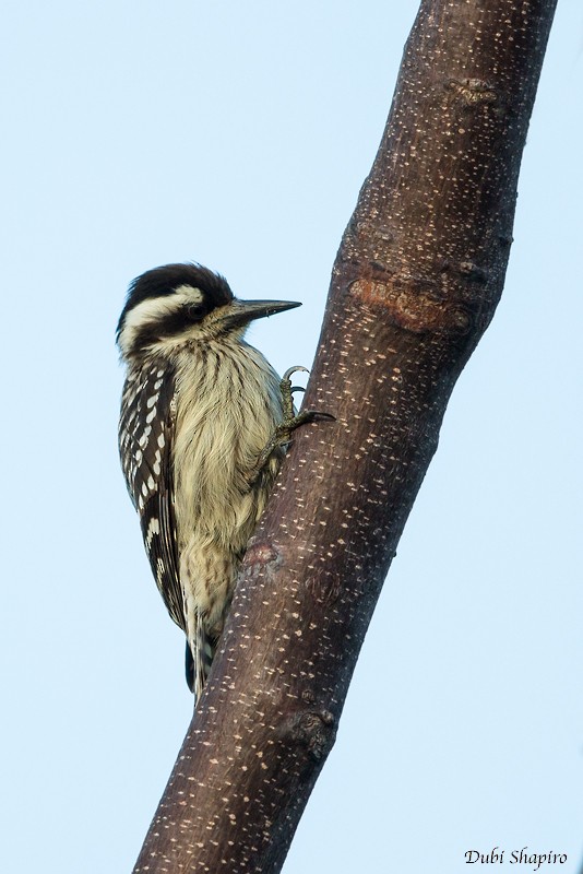 Sunda Pygmy Woodpecker - Dubi Shapiro