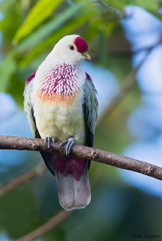 Many-colored Fruit-Dove - ML205115411
