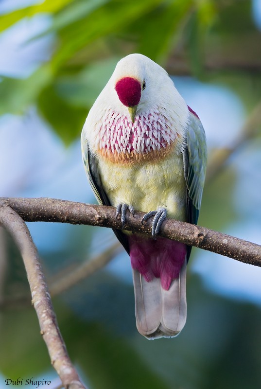 Many-colored Fruit-Dove - ML205115421