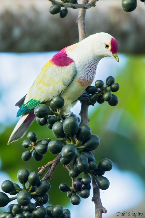 Many-colored Fruit-Dove - ML205115431