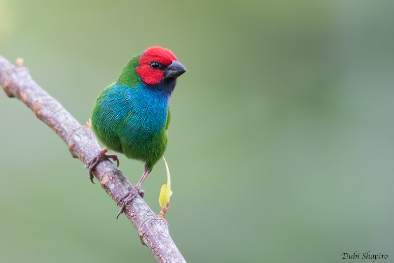 Fiji Papağan İspinozu - ML205115571