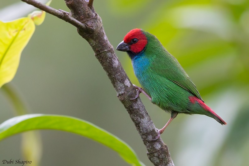 Fiji Papağan İspinozu - ML205115581