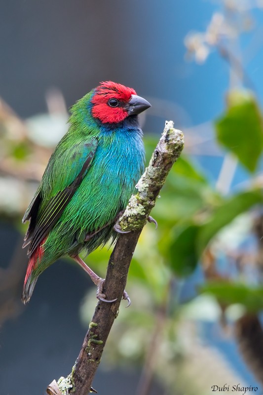 Fiji Papağan İspinozu - ML205115591