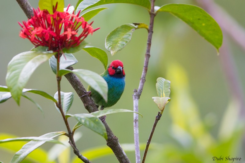 Fiji Parrotfinch - Dubi Shapiro