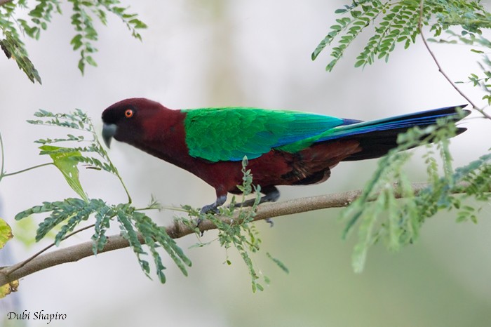 Red Shining-Parrot - ML205115631