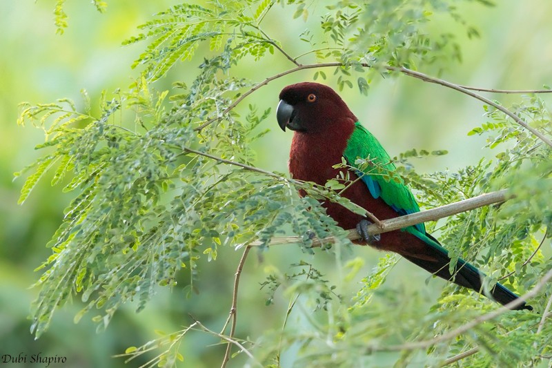 Red Shining-Parrot - ML205115641