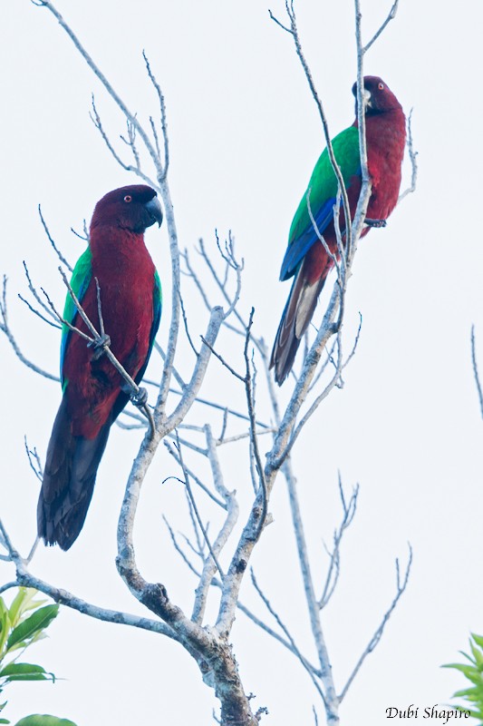 Red Shining-Parrot - ML205115651