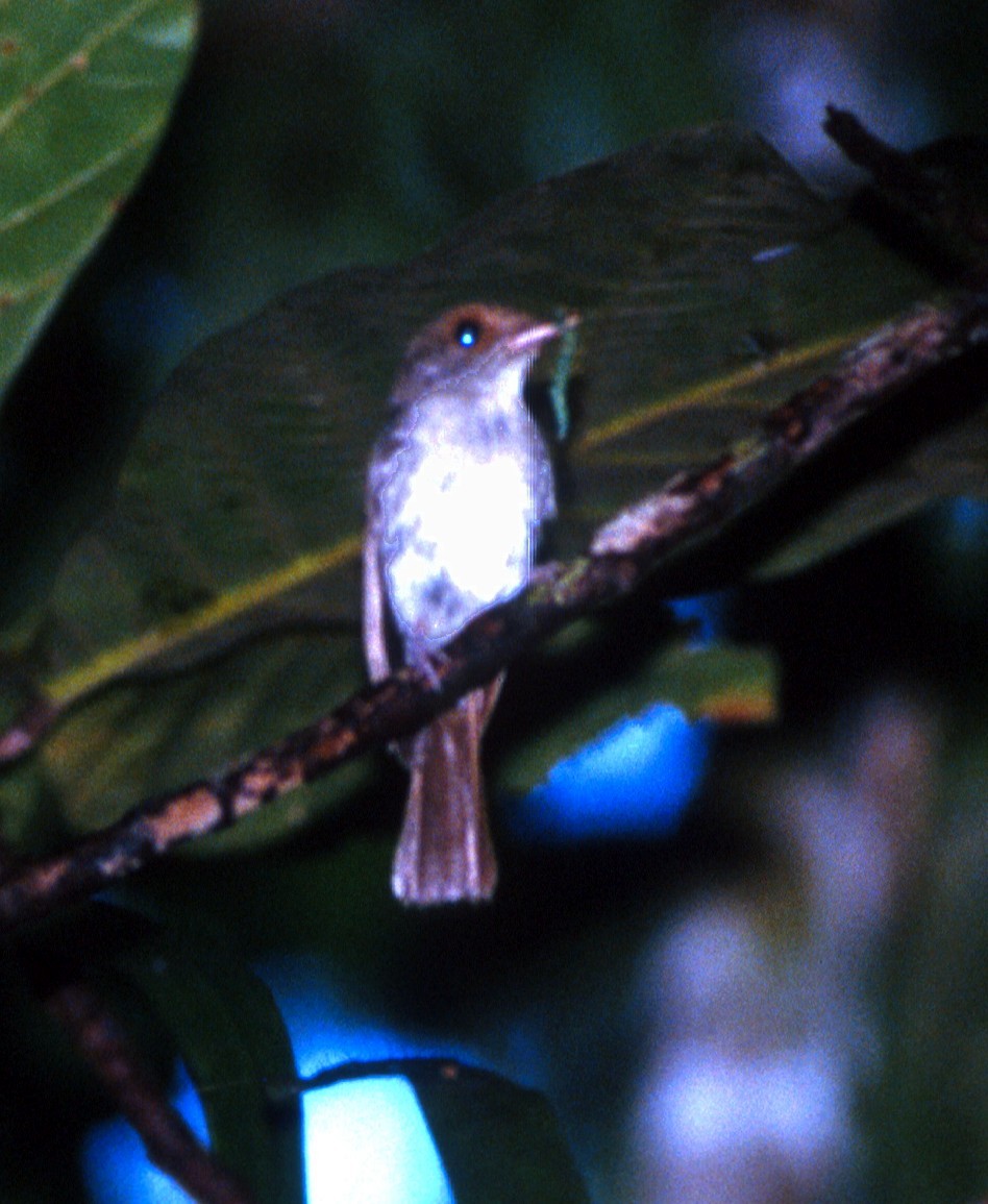 Chestnut-tailed Jungle Flycatcher (Sulu) - ML205115951