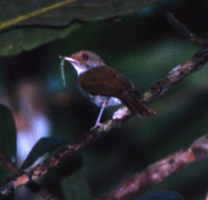 Chestnut-tailed Jungle Flycatcher (Sulu) - Desmond Allen