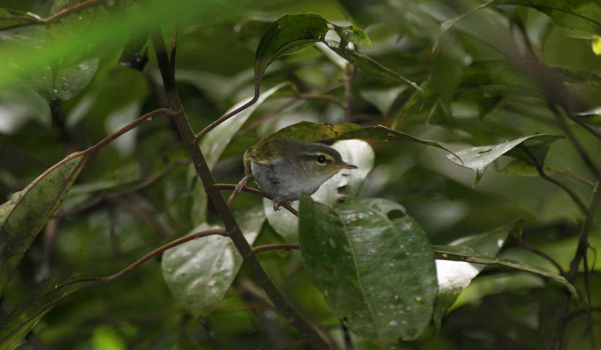 Lemon-throated Leaf Warbler - ML205116181