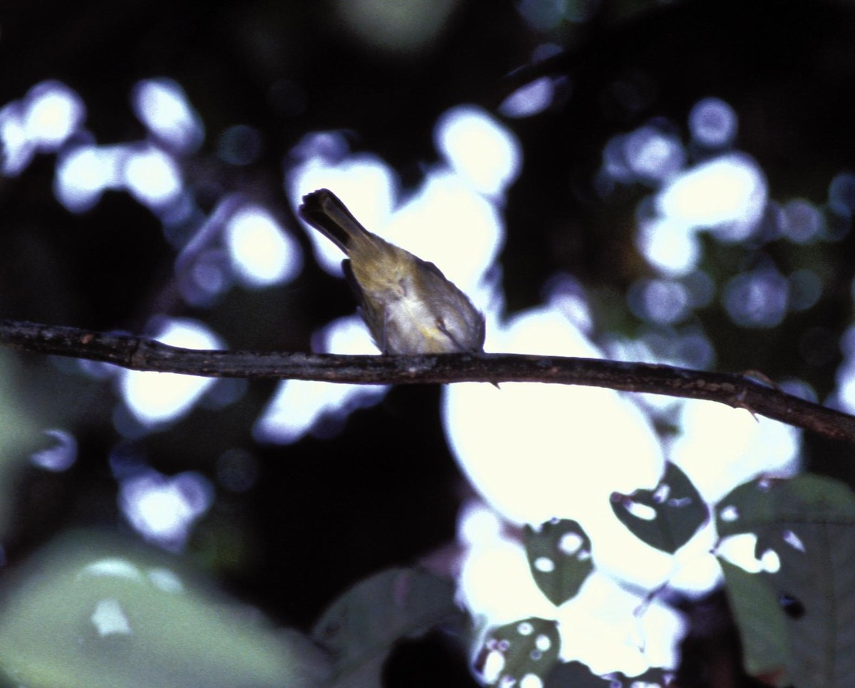 Philippine Leaf Warbler - Desmond Allen