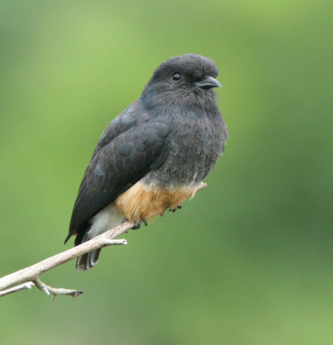 Swallow-winged Puffbird - ML205116521