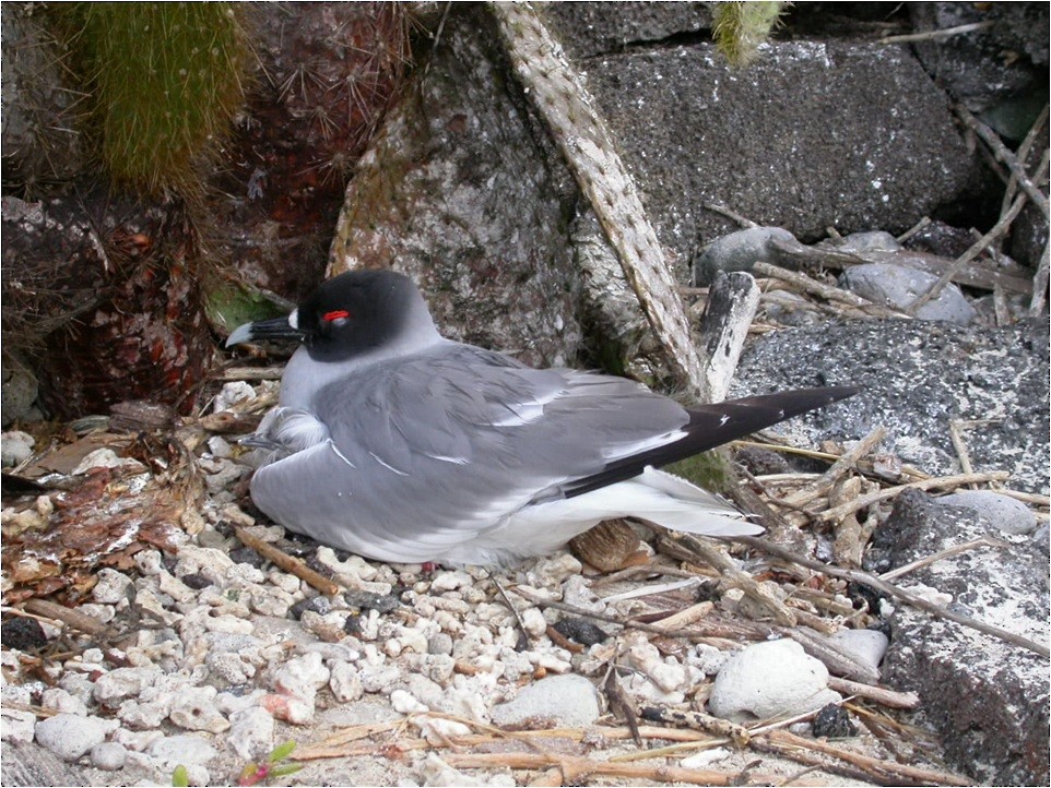 Swallow-tailed Gull - Antonio Salvadori