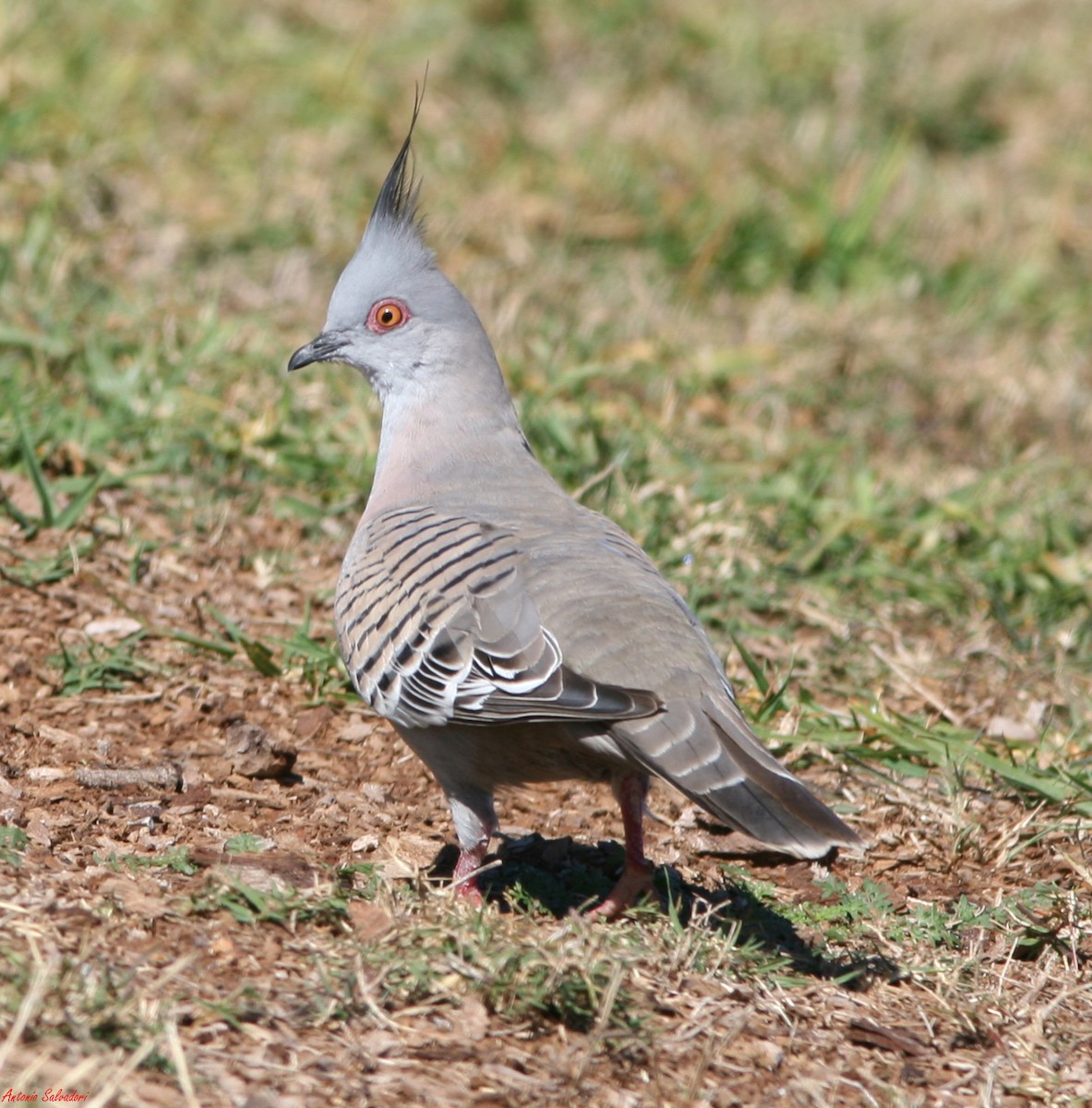 Crested Pigeon - ML205116651