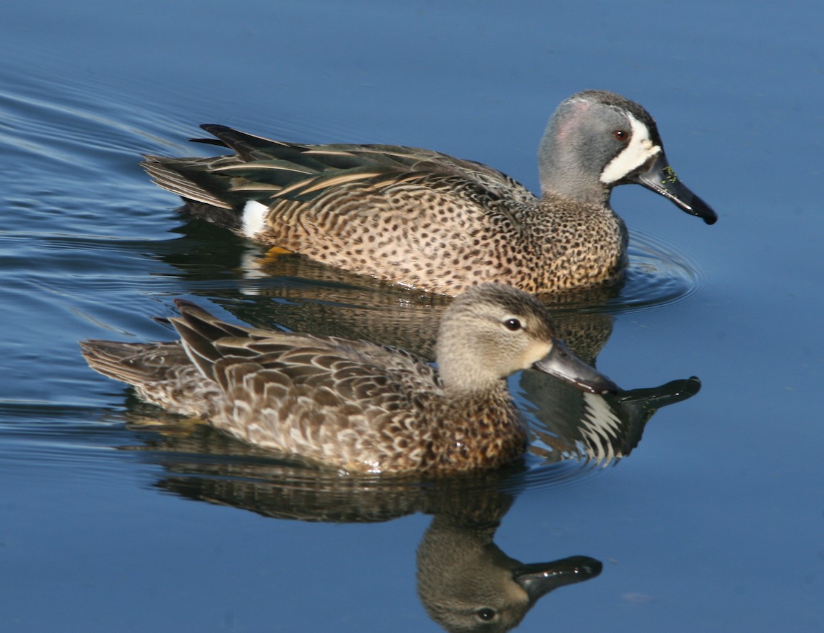 Blue-winged Teal - ML205116721