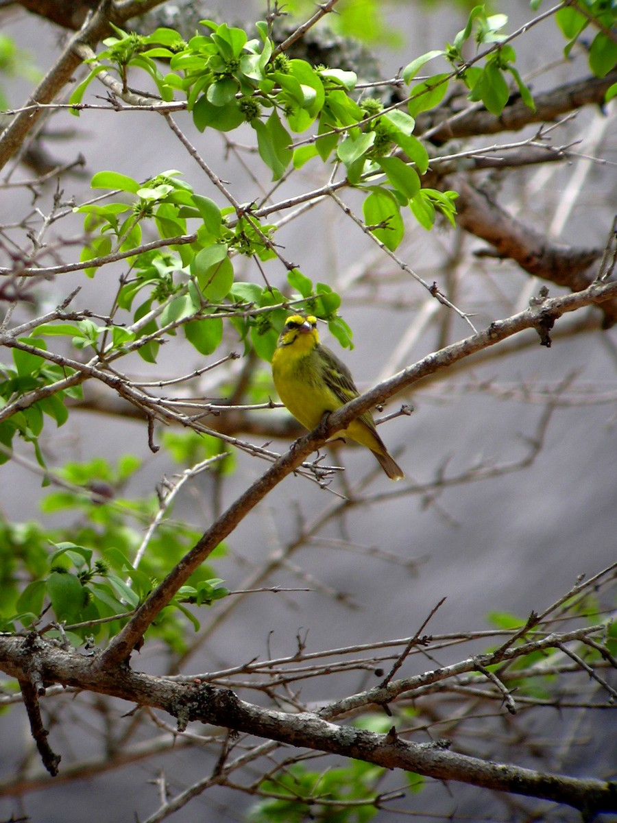 Yellow-fronted Canary - Carmelo López Abad