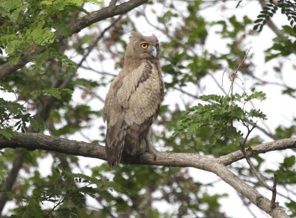 Dusky Eagle-Owl - Carmelo López Abad