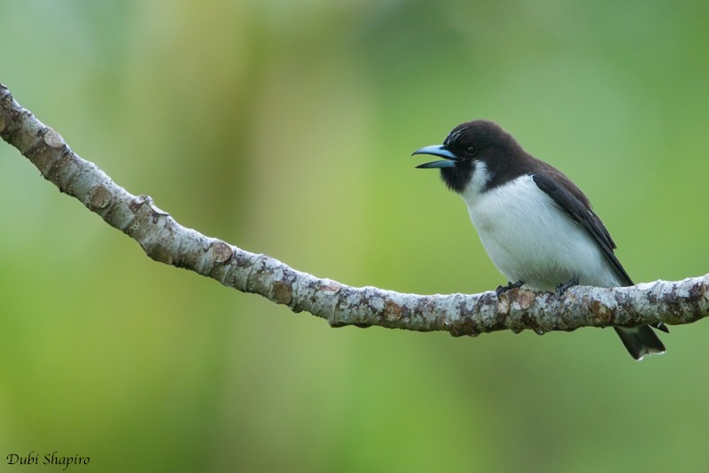 Fiji Woodswallow - Dubi Shapiro