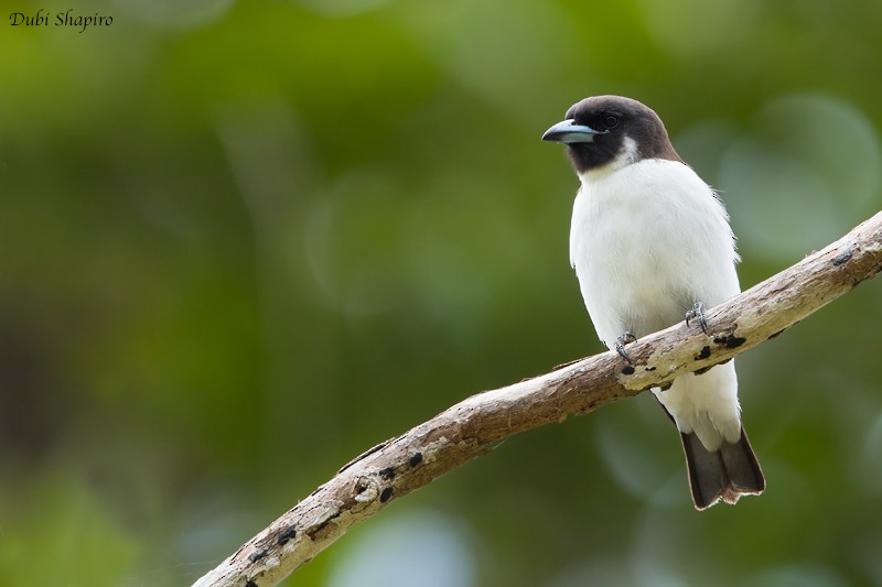 Fiji Woodswallow - Dubi Shapiro