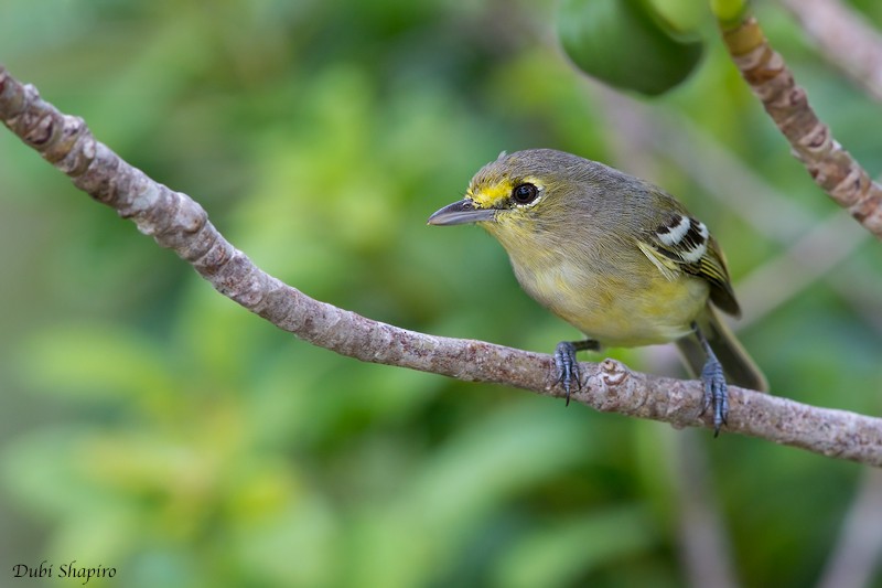 Thick-billed Vireo - ML205118271