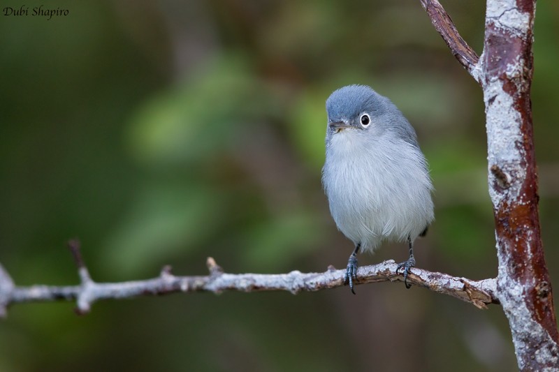 Blue-gray Gnatcatcher (caerulea) - Dubi Shapiro