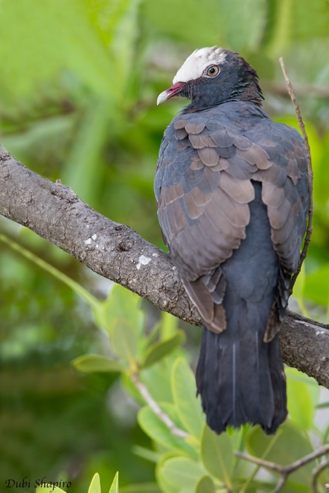 White-crowned Pigeon - ML205118291