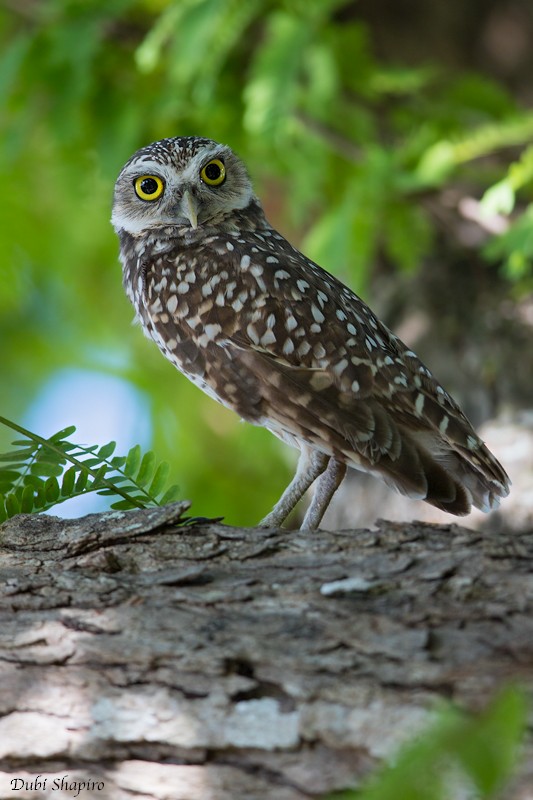 Burrowing Owl (Florida) - Dubi Shapiro