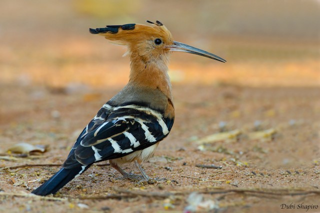 Possible Confusion Species: Madagascar Hoopoe (<em class="SciName notranslate">Upupa marginata</em>). - Madagascar Hoopoe - 