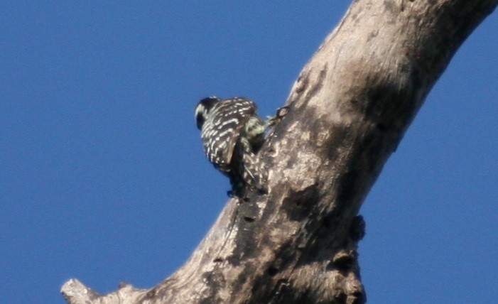 Philippine Pygmy Woodpecker - Desmond Allen