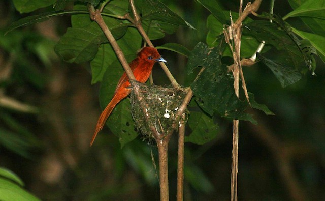 Adult in ventral view&nbsp;(subspecies <em class="SciName notranslate">unirufa</em>) - Rufous Paradise-Flycatcher (Northern) - 