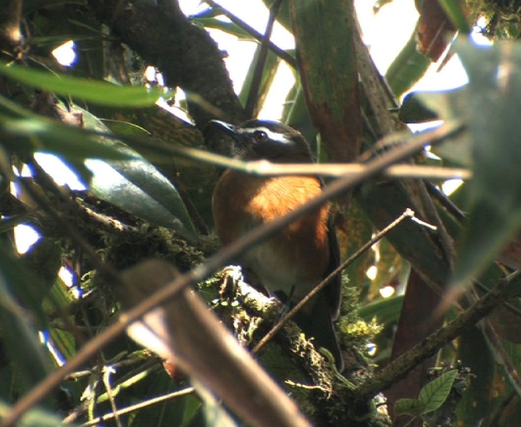 Rusty-flanked Jungle Flycatcher - ML205118681