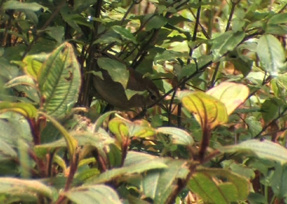 Philippine Bush Warbler - ML205118721