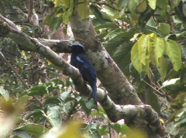 Philippine Fairy-bluebird - ML205118851