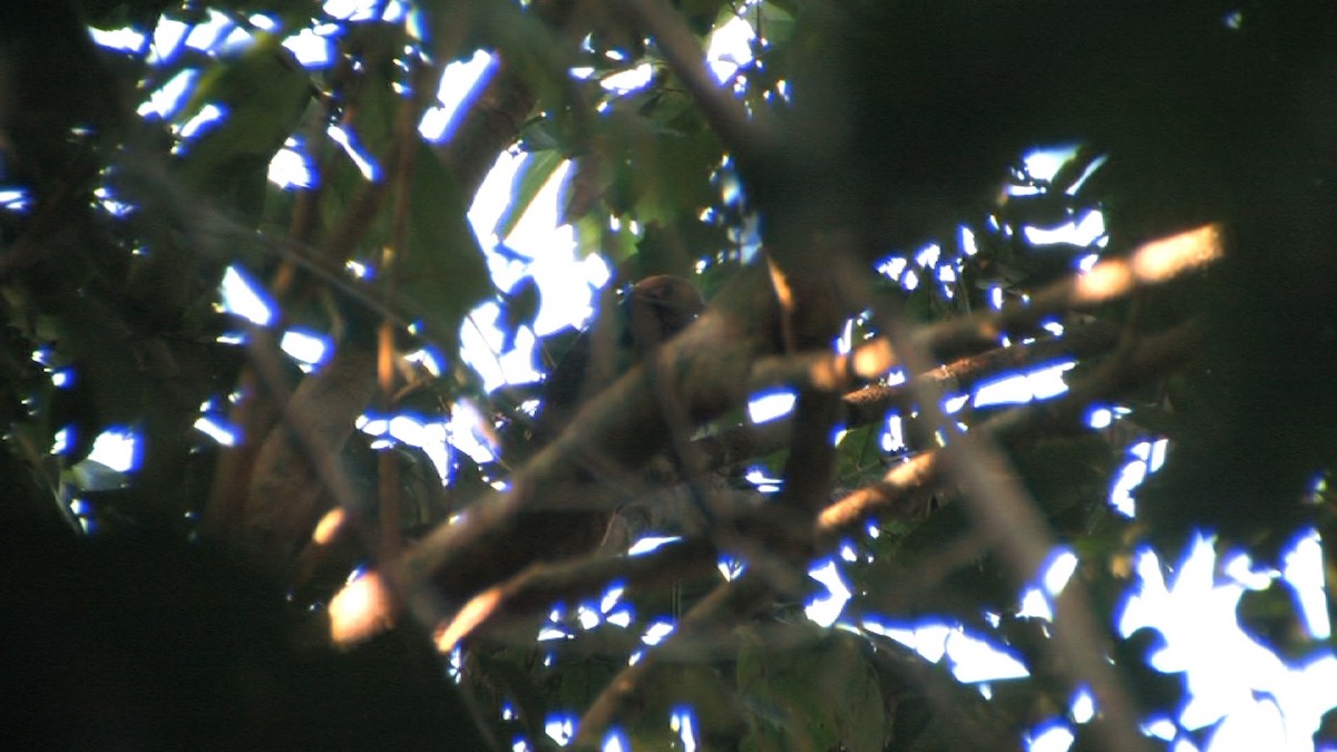 holub ametystový (ssp. amethystinus/imeldae) - ML205118921