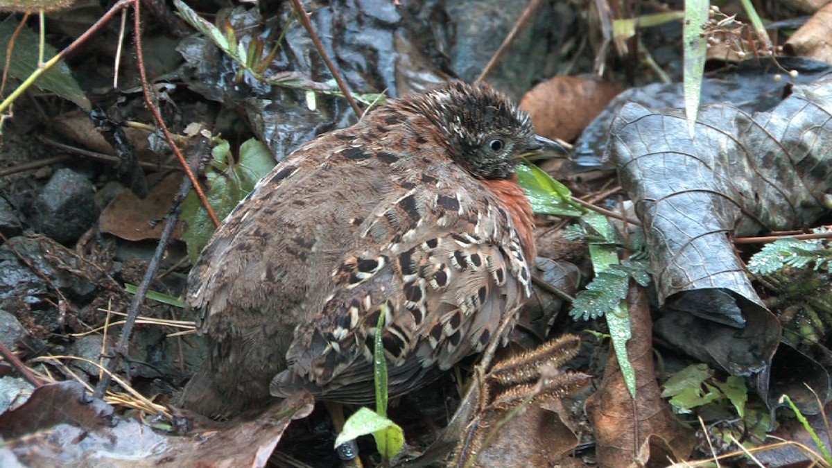 Spotted Buttonquail - ML205118971