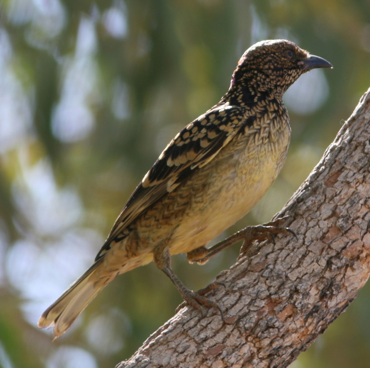 Spotted Bowerbird - Antonio Salvadori