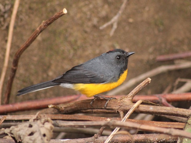 Lateral view (subspecies <em class="SciName notranslate">aurantiacus</em>). - Slate-throated Redstart - 