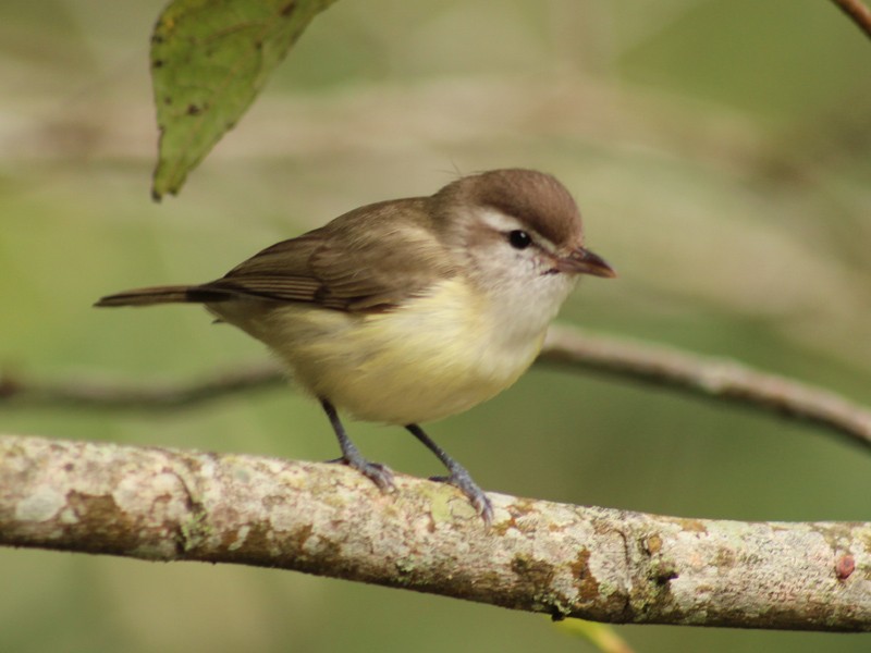 Brown-capped Vireo - Jeremy Gatten