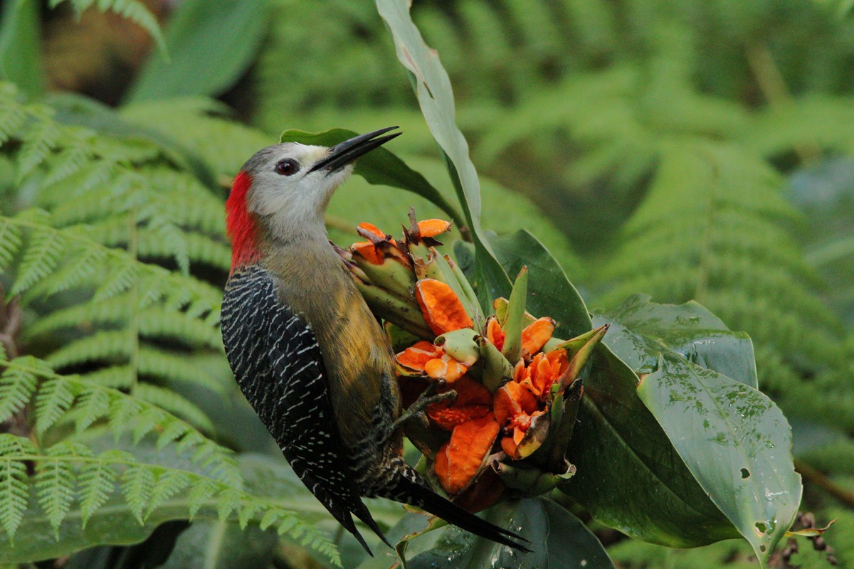 Jamaican Woodpecker - Jeremy Gatten