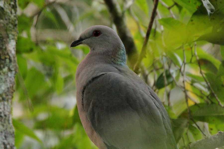 Ring-tailed Pigeon - Jeremy Gatten