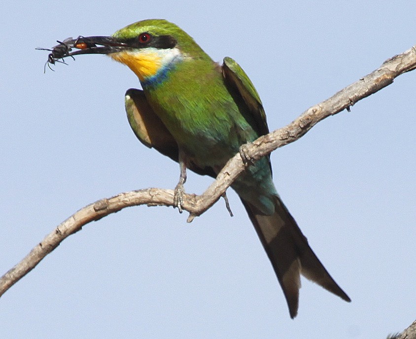 Swallow-tailed Bee-eater - Carmelo López Abad