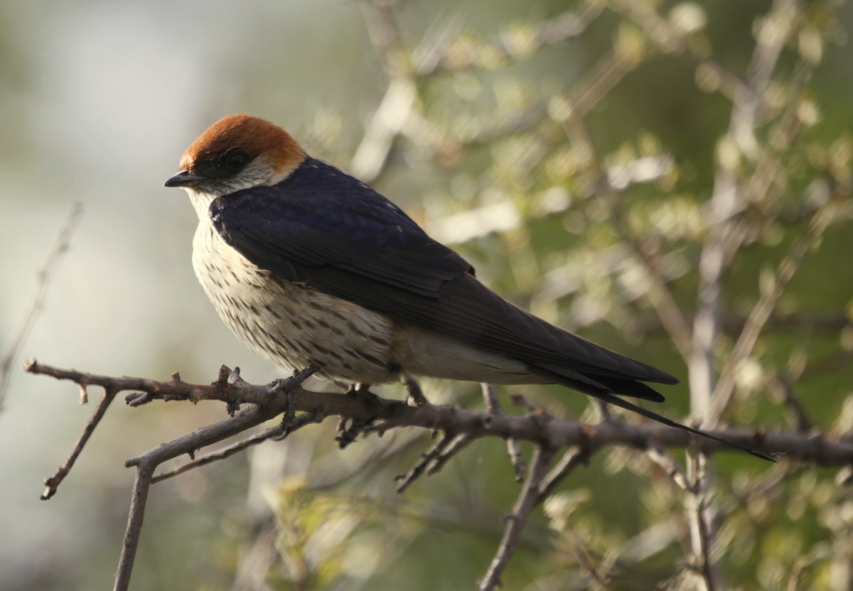 Greater Striped Swallow - Carmelo López Abad