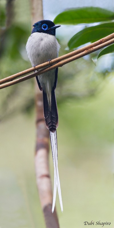 Malagasy Paradise-Flycatcher (Malagasy) - Dubi Shapiro